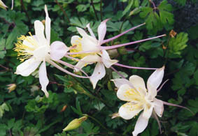 Aquilegia caerulea alba